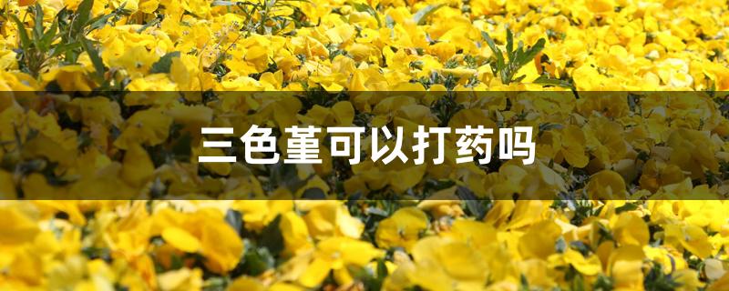三色堇可以打药吗 三色堇可以打药吗