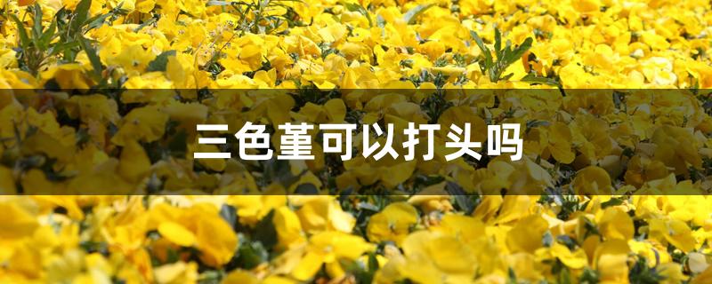 三色堇可以打头吗 三色堇可以打头吗