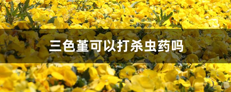 三色堇可以打杀虫药吗 三色堇可以打杀虫药吗