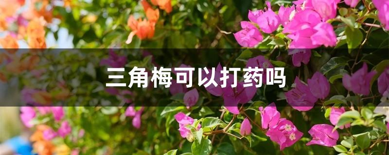 三角梅可以打药吗 三角梅可以打药吗
