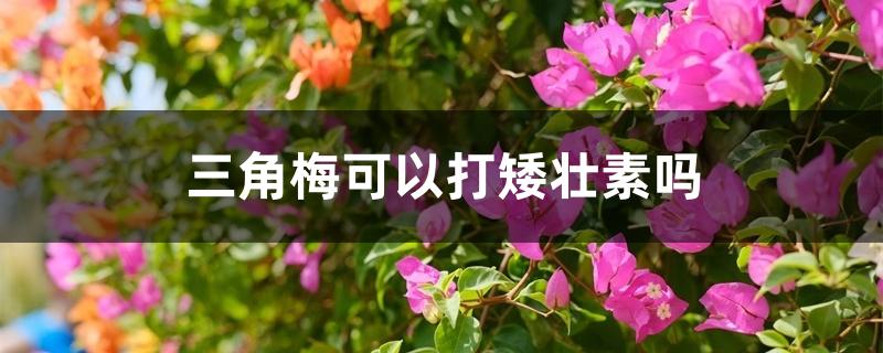 三角梅可以打矮壮素吗 三角梅可以打矮壮素吗