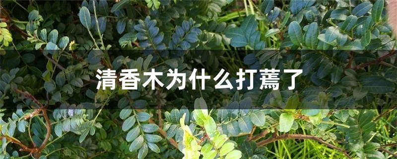 清香木为什么打蔫了 清香木为什么打蔫了