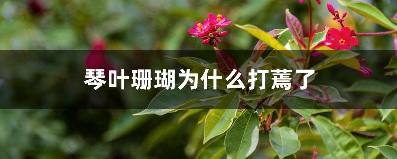 琴叶珊瑚为什么打蔫了 琴叶珊瑚为什么打蔫了