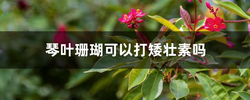 琴叶珊瑚可以打矮壮素吗 琴叶珊瑚可以打矮壮素吗