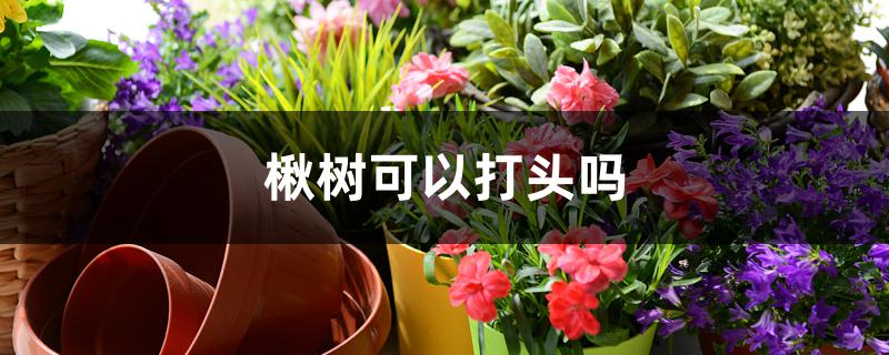 楸树可以打头吗 楸树可以打头吗