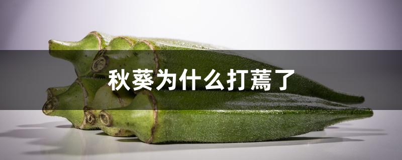 秋葵为什么打蔫了 秋葵为什么打蔫了