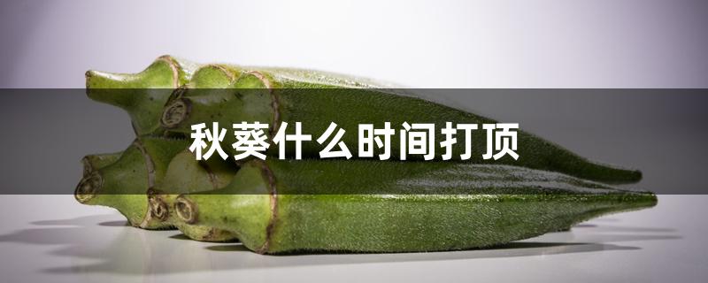 秋葵什么时间打顶 秋葵什么时间打顶