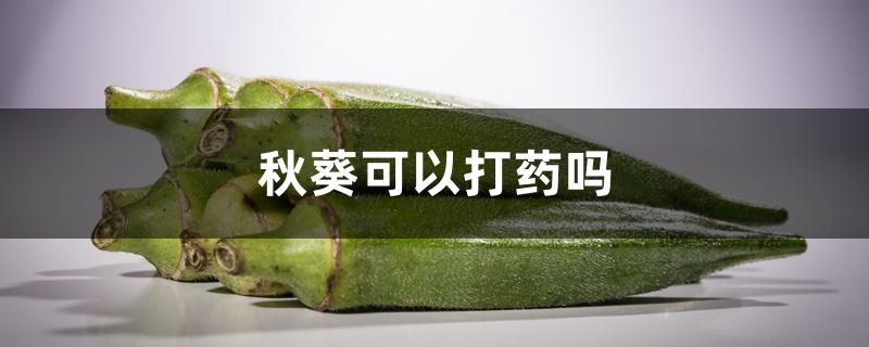 秋葵可以打药吗 秋葵可以打药吗