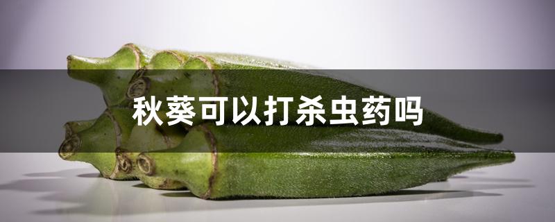 秋葵可以打杀虫药吗 秋葵可以打杀虫药吗