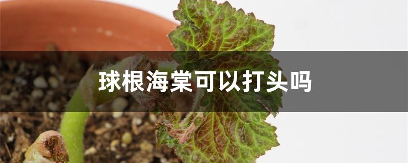 球根海棠可以打头吗 球根海棠可以打头吗