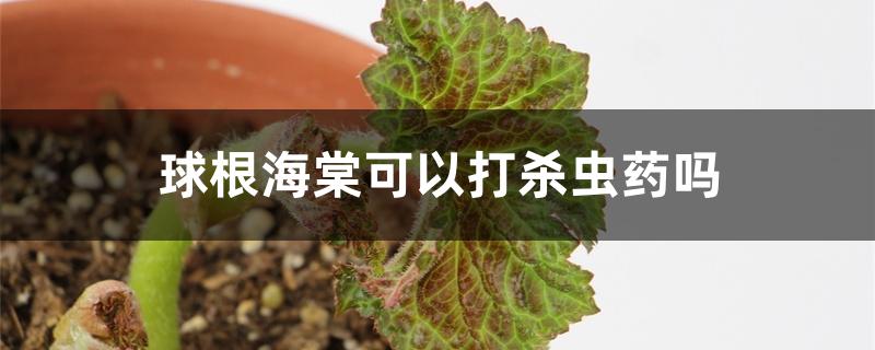 球根海棠可以打杀虫药吗 球根海棠可以打杀虫药吗