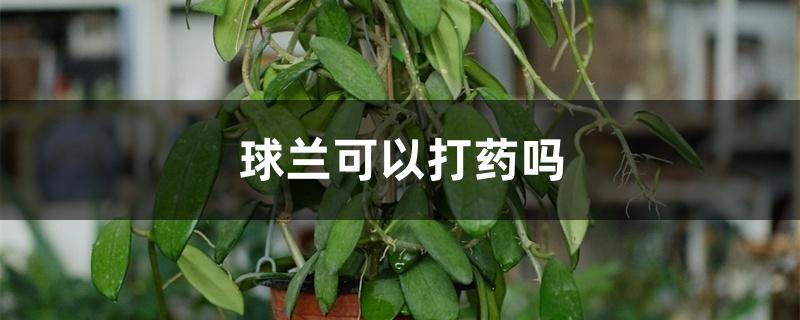 球兰可以打药吗 球兰可以打药吗