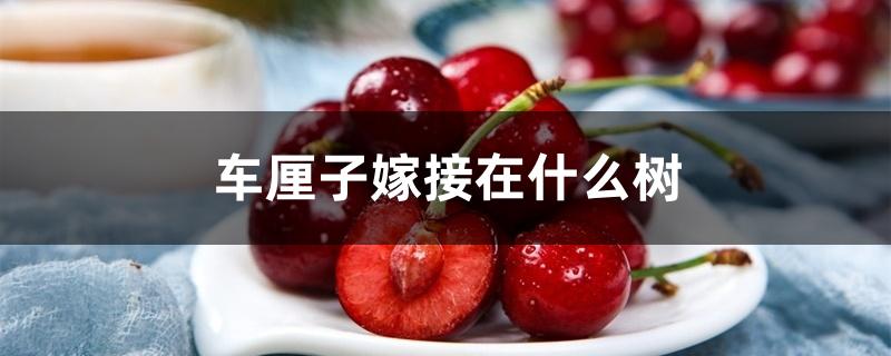 车厘子嫁接在什么树 车厘子嫁接在什么树