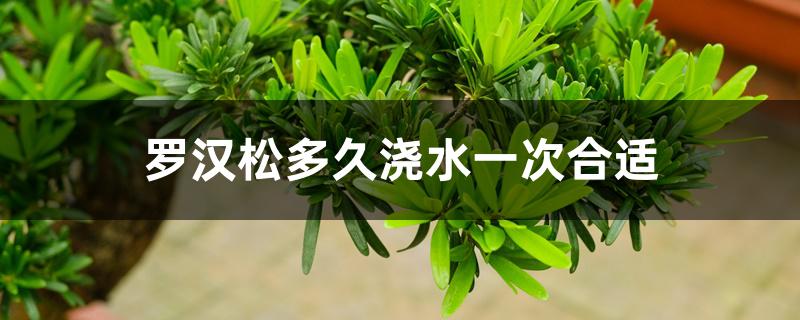 罗汉松多久浇水一次合适