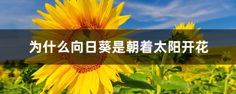 为什么向日葵是朝着太阳开花 为什么向日葵是朝着太阳开花