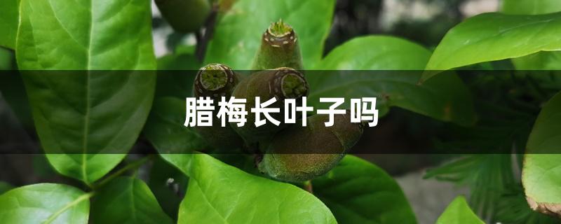 腊梅长叶子吗