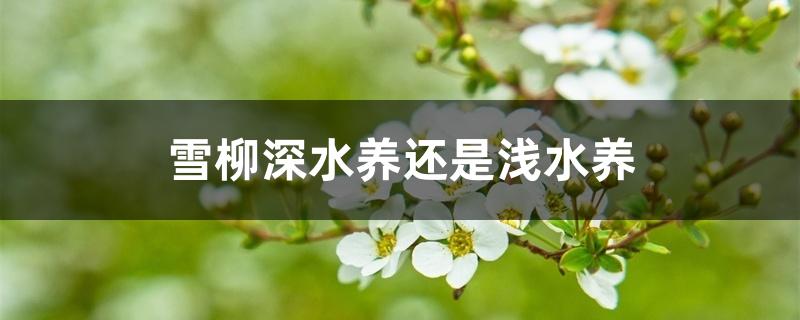 雪柳深水养还是浅水养 雪柳深水养还是浅水养