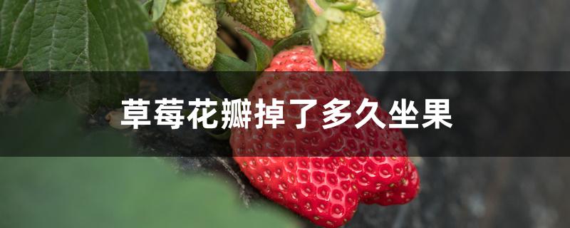 草莓花瓣掉了多久坐果 草莓花瓣掉了多久坐果