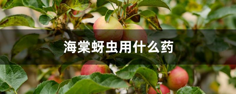 海棠蚜虫用什么药 海棠蚜虫用什么药