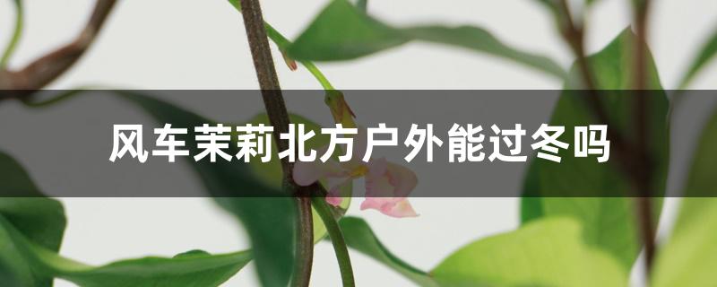 风车茉莉北方户外能过冬吗 风车茉莉北方户外能过冬吗