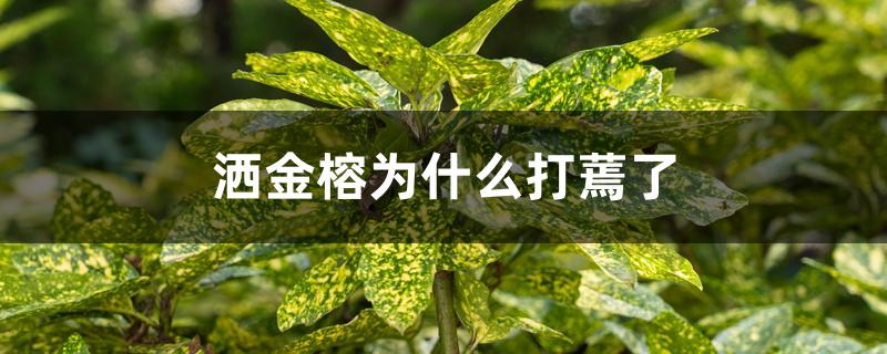 洒金榕为什么打蔫了 洒金榕为什么打蔫了