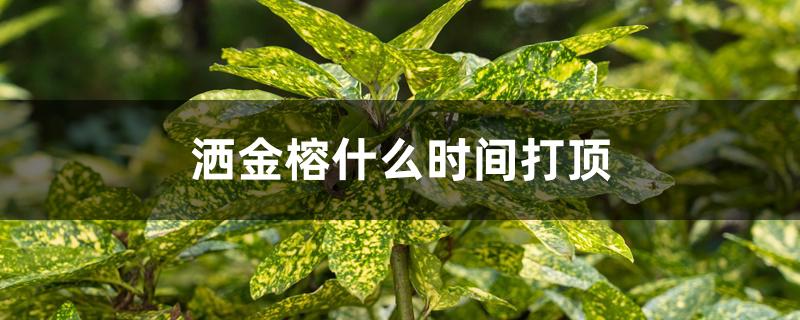 洒金榕什么时间打顶 洒金榕什么时间打顶