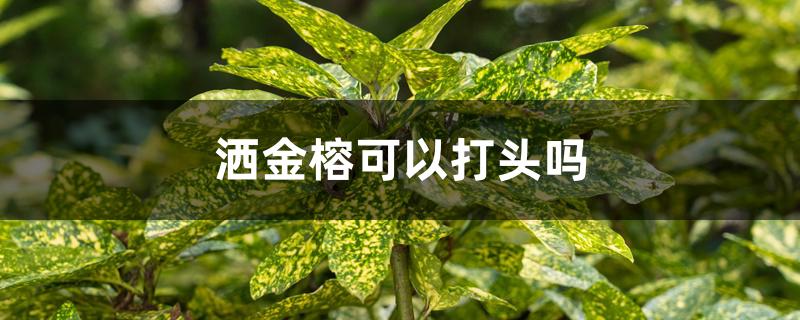 洒金榕可以打头吗 洒金榕可以打头吗
