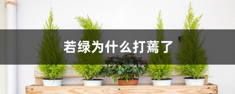 若绿为什么打蔫了 若绿为什么打蔫了