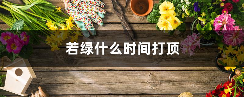若绿什么时间打顶 若绿什么时间打顶