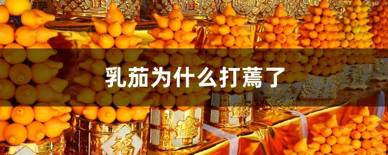 乳茄为什么打蔫了 乳茄为什么打蔫了