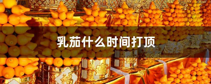 乳茄什么时间打顶 乳茄什么时间打顶