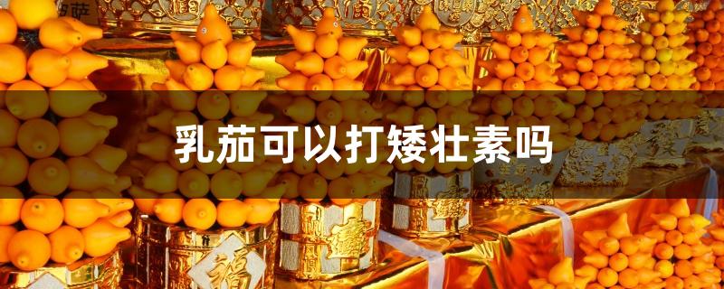乳茄可以打矮壮素吗 乳茄可以打矮壮素吗
