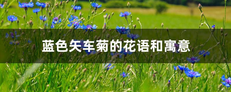 蓝色矢车菊的花语和寓意 蓝色矢车菊的花语和寓意