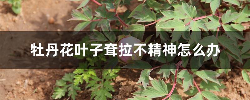 牡丹花叶子耷拉不精神怎么办 牡丹花叶子耷拉不精神怎么办