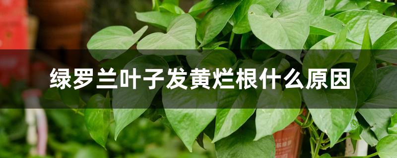 绿萝兰叶子发黄烂根什么原因 绿萝兰叶子发黄烂根什么原因