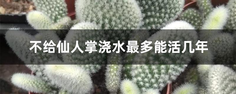 不给仙人掌浇水最多能活几年 不给仙人掌浇水最多能活几年