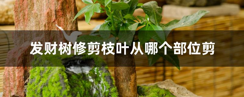 发财树修剪枝叶从哪个部位剪 发财树修剪枝叶从哪个部位剪