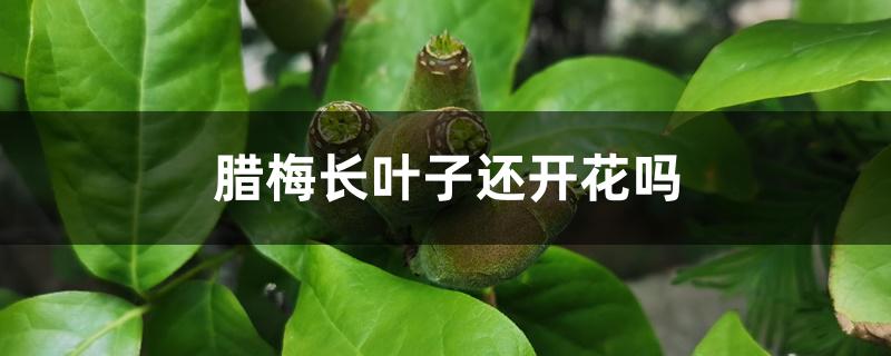 腊梅长叶子还开花吗 腊梅长叶子还开花吗