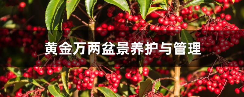 黄金万两盆景养护与管理 黄金万两盆景养护与管理