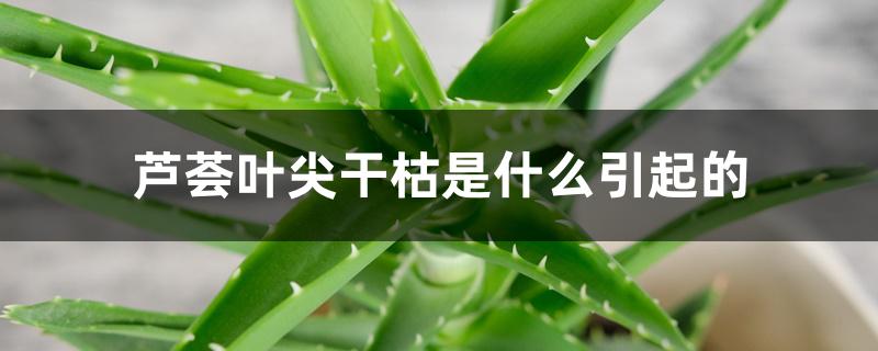 芦荟叶尖干枯是什么引起的 芦荟叶尖干枯是什么引起的