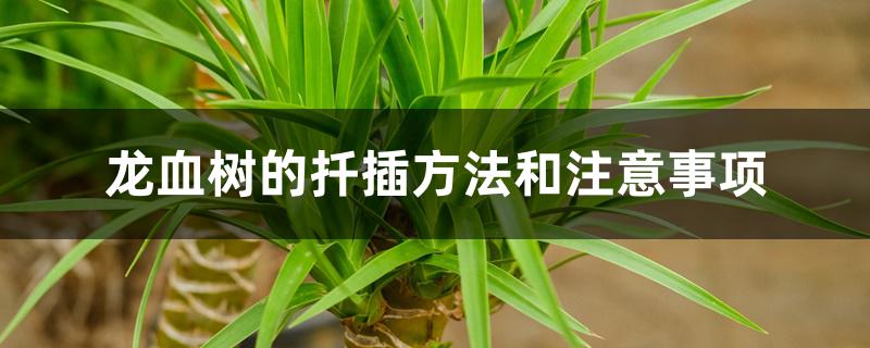 龙血树的扦插方法和注意事项 龙血树的扦插方法和注意事项