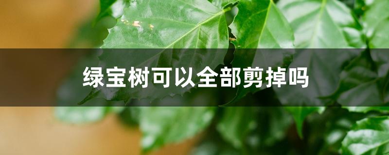 绿宝树可以全部剪掉吗 绿宝树可以全部剪掉吗