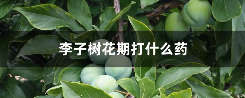 李子树花期打什么药 李子树花期打什么药