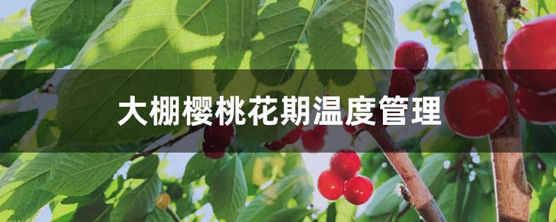 大棚樱桃花期温度管理 大棚樱桃花期温度管理