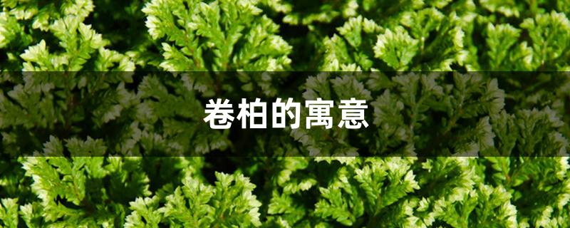 卷柏的寓意