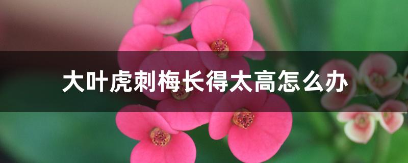 大叶虎刺梅长得太高怎么办 大叶虎刺梅长得太高怎么办