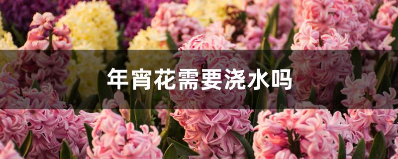 年宵花需要浇水吗 年宵花需要浇水吗