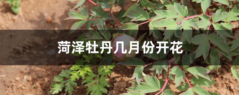 菏泽牡丹几月份开花 菏泽牡丹几月份开花