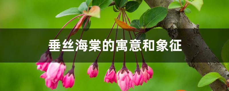 垂丝海棠的寓意和象征 垂丝海棠的寓意和象征