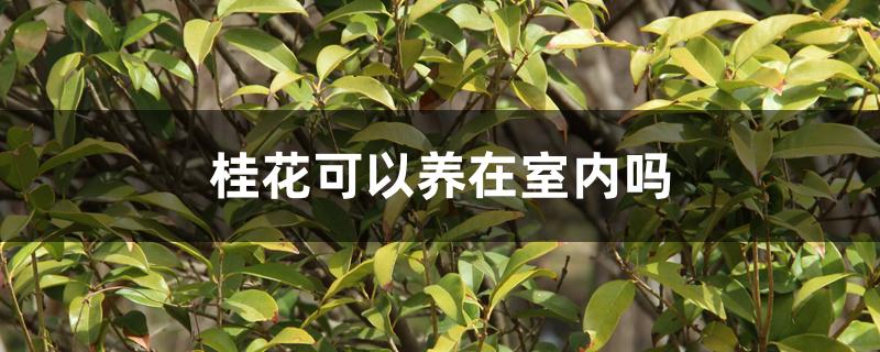 桂花可以养在室内吗 桂花可以养在室内吗